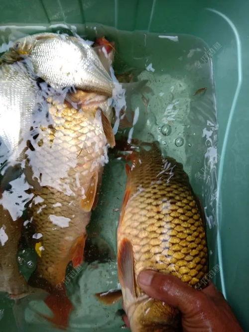 日本进口鲫鲤爆料视频,视频爆料揭示惊人真相  第3张